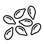 Habbatussauda